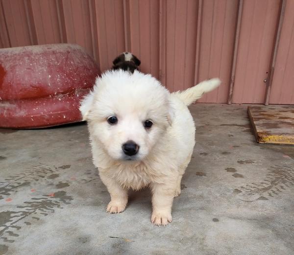 Koka, Cucciola Futura Taglia Media